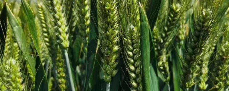 现在播种小麦每亩多少麦种最合适，小麦适合几月份种植