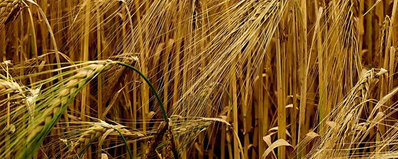 洛麦29特征特性，附简介 洛麦34小麦种特征特性