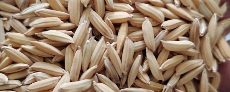 水稻繁殖方法，水稻种子需要消毒吗（水稻的种子需要做哪些处理）