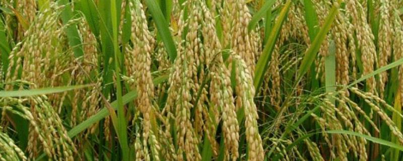 6612水稻品种（6612水稻品种抗倒伏吗?）