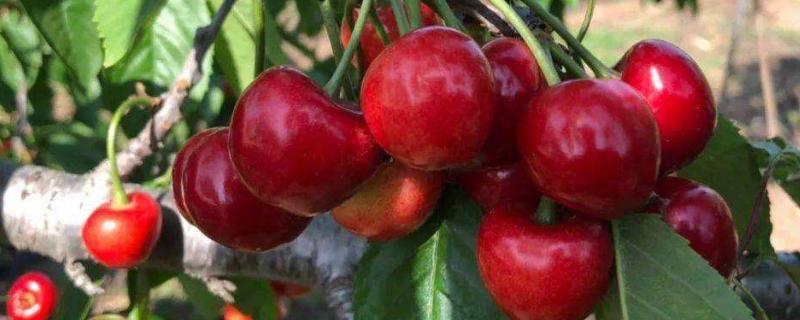 红灯樱桃品种介绍 红灯大樱桃品种介绍
