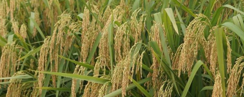 野香优959水稻品种 野香优959水稻品种多少钱一斤