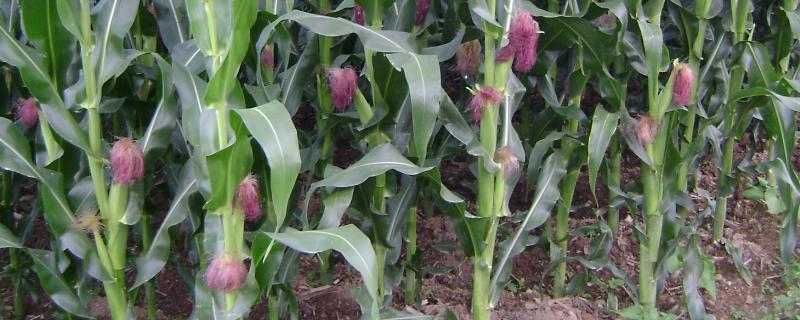 30个转基因玉米品种 转基因高产玉米品种