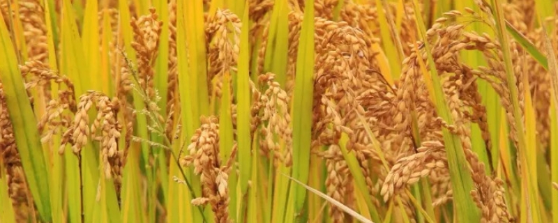 水稻为什么会出现黑稻粒，具体怎么防治