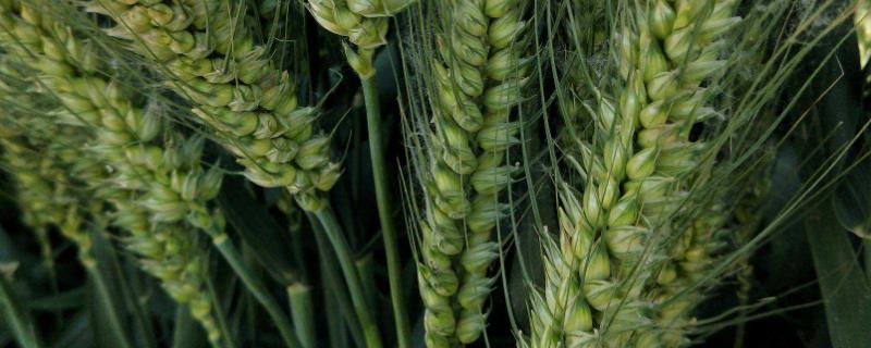 天民198小麦品种简介 天民184小麦品种
