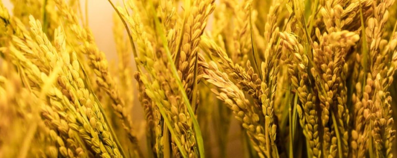 水稻的生长习性，附水稻的生长过程 水稻的生长状况