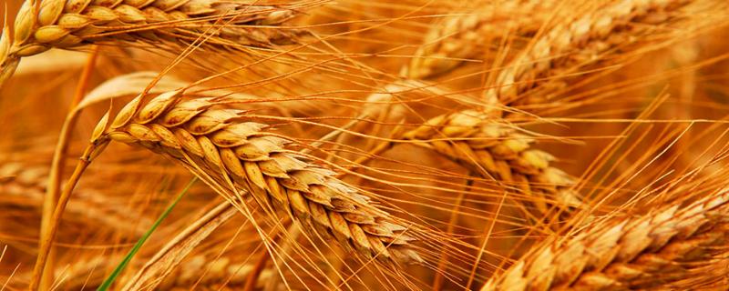 濉1309小麦品种（小麦品种皖麦203）
