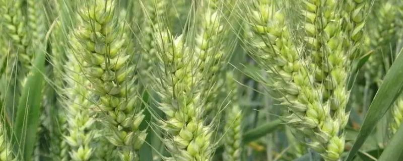 福高2号小麦种品种特征特性，附简介 福高2号小麦种国审公告