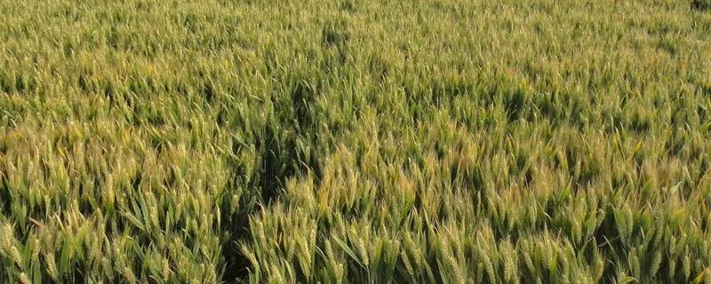 江麦919小麦品种介绍（淮麦902小麦品种介绍）