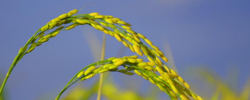 海南水稻一年收割几次，附种植方法（海南水稻种植时间）