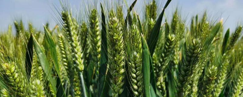 成麦608小麦品种介绍 沃麦608小麦品种