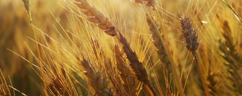 存麦1号麦种的介绍，小麦种植方法