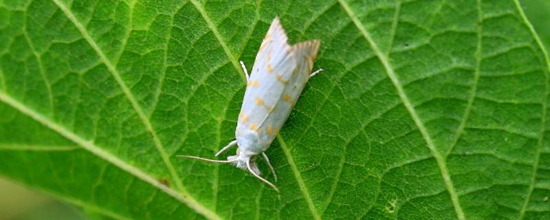啶虫脒可以杀潜叶蛾吗，啶虫脒和吡虫啉能混用吗
