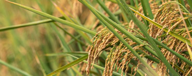 水稻生长周期多少天，附种植方法（水稻生长周期表百度百科）