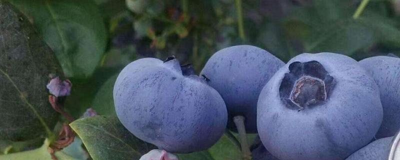 德雷珀蓝莓品种介绍 德雷珀蓝莓