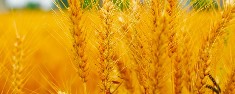 武农986小麦品种介绍（武农981小麦品种种植技术）