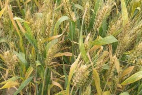 存麦16小麦种品种介绍