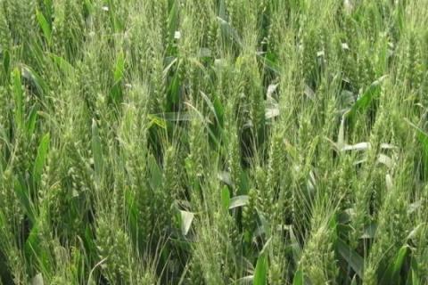 2021矮杆高产小麦种