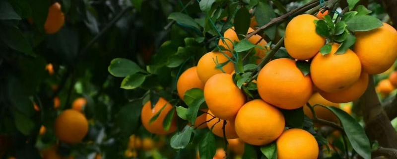 红美人柑橘品种简介（红美人柑橘种植条件是什么）