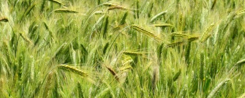 黄淮地区高产小麦品种（黄淮麦区超高产小麦品种）