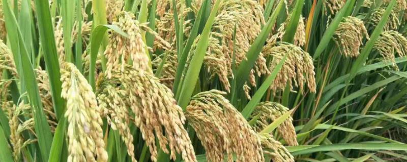 三系法杂交水稻，附原理和种植技术（三系法杂交水稻是什么意思）