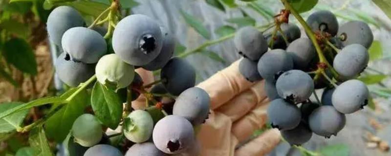 奥尼尔蓝莓品种介绍 奥尼尔蓝莓和什么品种蓝莓授粉