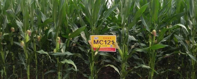 mc121玉米种审定，附简介