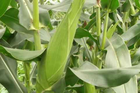 产量最高的玉米新品种