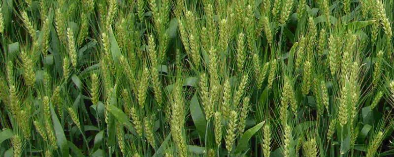 扬麦28品种介绍 扬麦29品种产量介绍