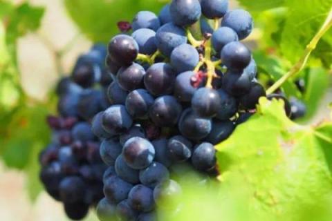 18大葡萄品种介绍