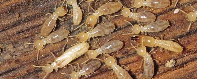 白蚁属于蚂蚁类吗，白蚁的危害 白蚁是蚁类吗