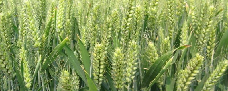 中麦998品种介绍 中麦998品种特性