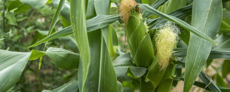 赤霉素在玉米上的使用方法，附作用 赤霉素在玉米上的作用和使用方法