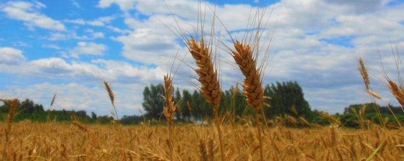 小麦高产新品种（小麦高产新品种吨麦2017）