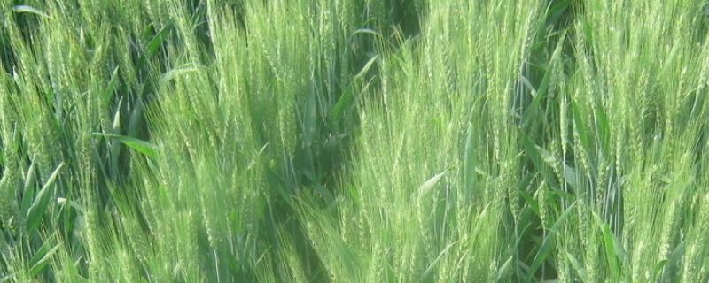 观35小麦品种介绍 观35小麦品种介绍多少天成熟