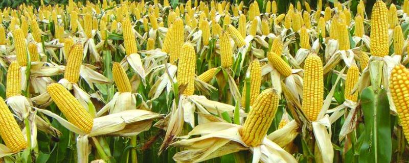 玉米用什么肥料能高产，附施肥方式 玉米用哪种肥料