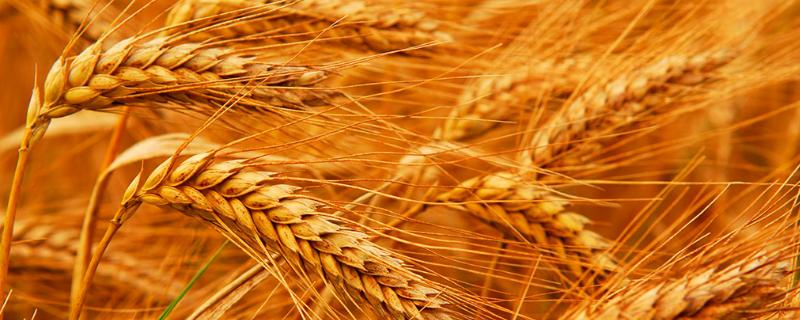 镇麦15品种介绍 镇麦15品种特征特性