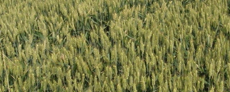泰农33小麦品种介绍 小麦品种泰科麦36