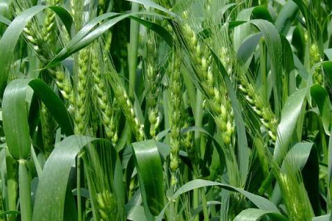 济麦55小麦品种介绍