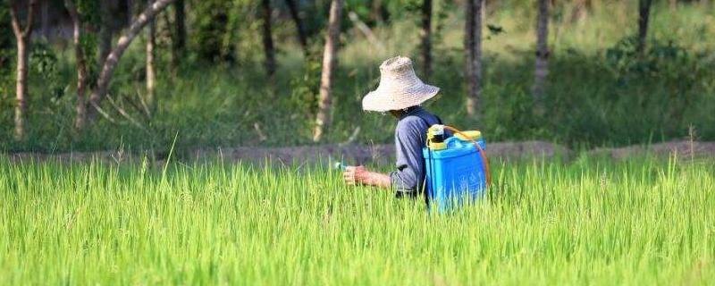 水稻苗后除草剂有哪些，什么时候打合适