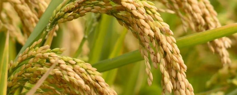 水稻氮肥过多如何补救，附症状（水稻氮肥过多怎么办）