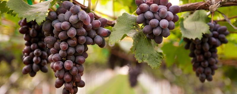 葡萄产量，附葡萄的品种（葡萄品种）