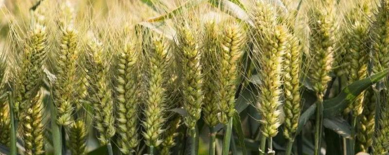 济麦55小麦品种介绍（济麦26小麦品种）