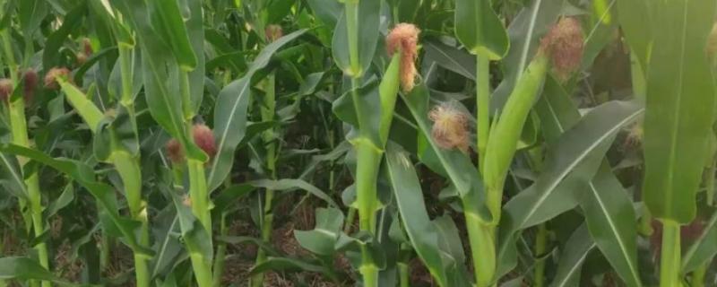 高产玉米化肥配方，怎样施肥效果好 高产玉米化肥配方,怎样施肥效果好呢