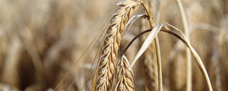 吨麦王一号小麦产量，附简介（吨麦21号小麦品种）
