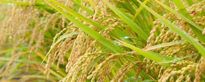 水稻叶尖发黄是什么病，怎么防治 水稻叶尖发黄是怎么回事