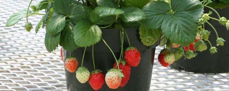 自家种的草莓怎么管理，如何施肥（自家种的草莓怎么管理,如何施肥呢）