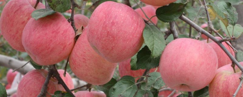 北方最早熟的苹果品种有哪些 极早熟苹果的品种