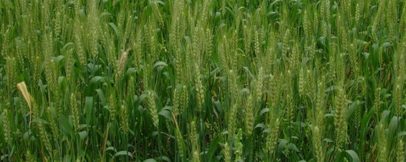 百农207小麦品种介绍（百农207小麦简介每亩播多少斤）