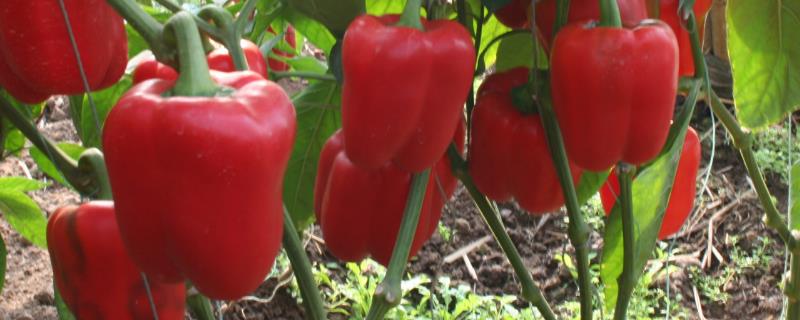 露天甜椒的种植和管理技术 甜椒种植与管理技术
